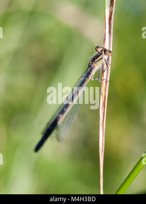 Schwarze Libelle außerhalb des Stammzellen Stockfoto