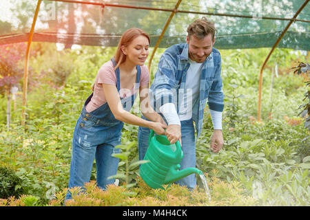 Gärtner Bewässerung von Pflanzen im Gewächshaus Stockfoto