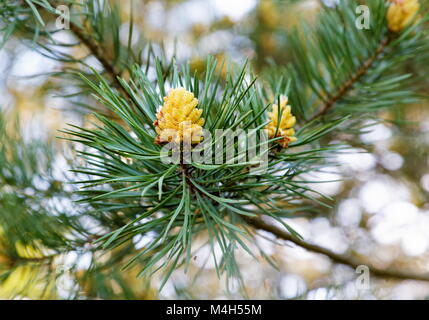 Junge Zapfen auf einem Tannenzweig im Frühling Stockfoto