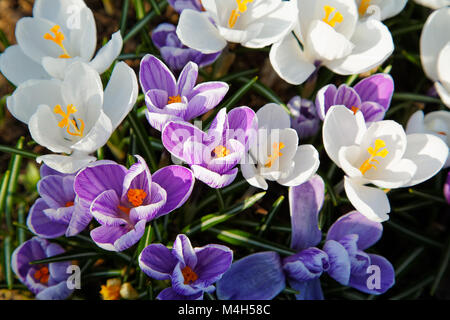 Blaue und weiße Blüten der Krokusse an einem Frühlingstag Stockfoto