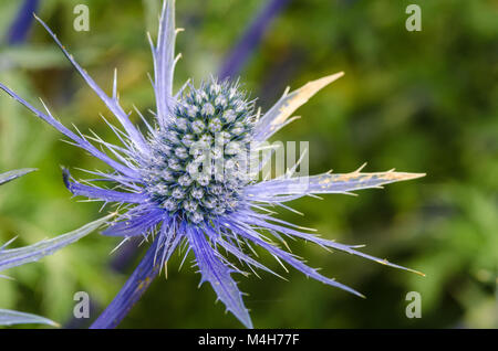 Meer-Holly in enger, Stockfoto