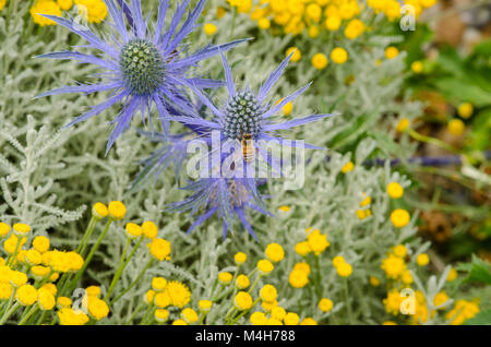 Sea Holly mit Bee Stockfoto