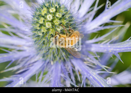 Sea Holly mit Biene Nahaufnahme Stockfoto