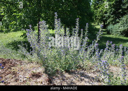 Echium vulgare, vipers bugloss Stockfoto