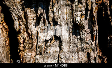 Makro der Rinde des Olivenbaums Stockfoto