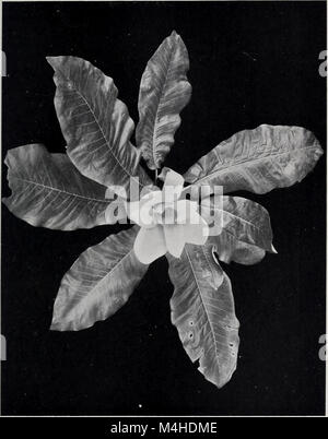 Jahresbericht des Kuratoriums der Amerikanischen Museum für Naturgeschichte für das Jahr (1918) (14595751399) Stockfoto