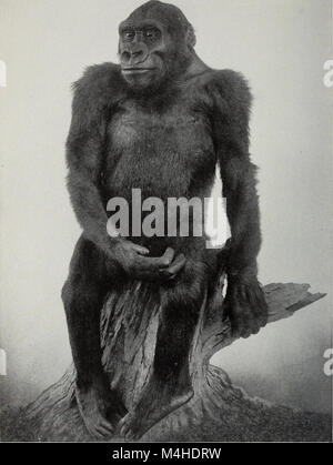 Jahresbericht des Kuratoriums der Amerikanischen Museum für Naturgeschichte für das Jahr (1921) (19361513642) Stockfoto