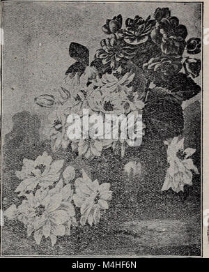 Jährliche Samen und Pflanzen Katalog, 1902 (1902) (20567008435) Stockfoto
