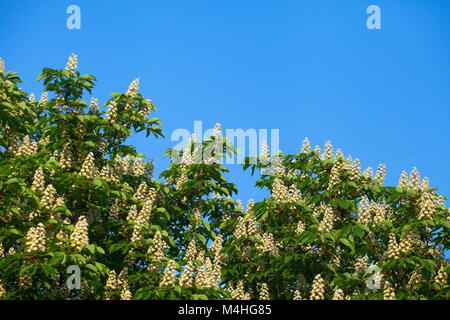Weiß blühenden Kastanie gegen den blauen Himmel mit Wolken Stockfoto