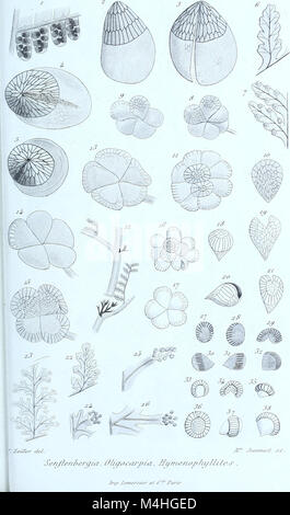 Die Ausgabe 1883 der Annales des Sciences Naturelles Botaniques enthält wissenschaftliche Arbeiten zur Pflanzenbiologie, einschließlich Pflanzenklassifizierung, Anatomie und ökologische Studien. Stockfoto