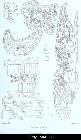 Die 1883 erschienene Ausgabe von „Annales des Sciences Naturelles Botaniques“ präsentiert Forschungen auf dem Gebiet der Botanik mit Schwerpunkt auf Pflanzenarten, Klassifizierung und botanischen Entdeckungen. Stockfoto