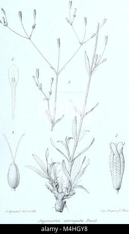 Die Ausgabe 1883 von Annales des Sciences Naturelles Botaniques umfasst Studien zur Pflanzenbiologie mit Schwerpunkt auf Artenidentifikation, Pflanzenmorphologie und botanischer Forschung. Es enthält Beiträge von bekannten Botanikern der damaligen Zeit. Stockfoto