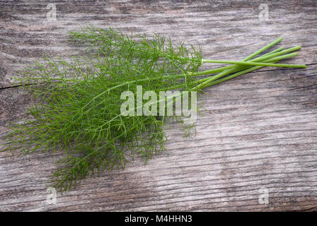 Weichen, grünen Blätter von Fenchel (Foeniculum vulgare) sind nützlich, Fisch und viele andere Gerichte zu begleiten Stockfoto