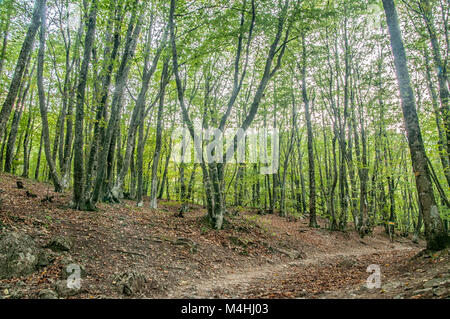 Wald in der Krimberge, Russland Stockfoto