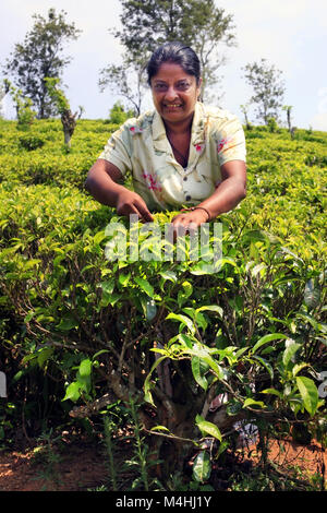 Sri Lanka Frau holt frischen Teeblätter auf Tee Plantage Stockfoto