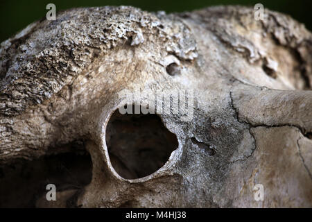 Schädel von einem Rind Kuh Nahaufnahme Stockfoto