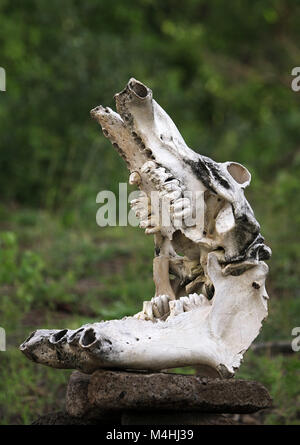 Schädel von einem Nilpferd-Nahaufnahme Stockfoto