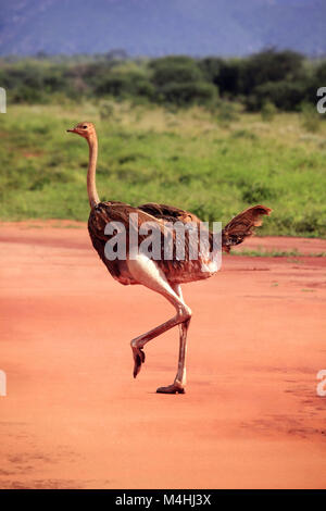 Strauß im Tsavo East National Park Stockfoto