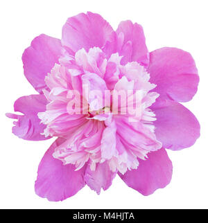 Rosa Pfingstrose Stockfoto