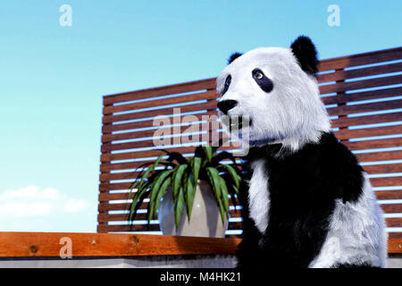 Panda sitzt am Pool Stockfoto