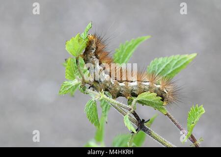 Buff Hermelin, Spilarctia luteum Stockfoto