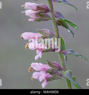 Blumen von Red Bartsia, Odontites vulgaris Stockfoto