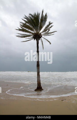 Mallorca Beach im Winter unter schweren Sturm, Palmen am Strand von Cala Mayor. Stockfoto