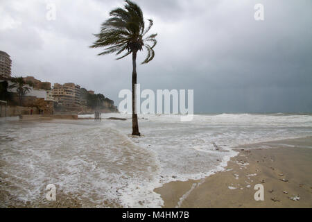 Mallorca Beach im Winter unter schweren Sturm, Palmen am Strand von Cala Mayor. Stockfoto