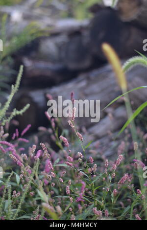 Rosa Blumen Stockfoto