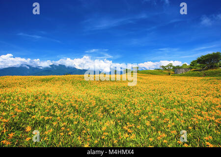 Daylily Blumen und Blüten sowie deren Knospen, blühen auf dem Feld an einem sonnigen Tag, schöne Landschaft von Orange hemerocallis Stockfoto