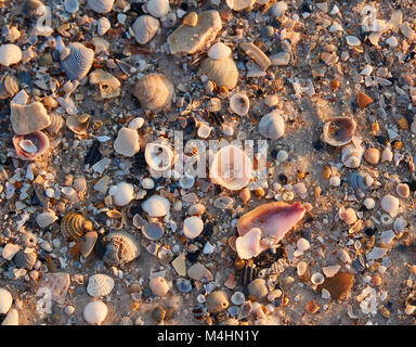 Muscheln am Strand von Gulf State Park, Alabama Stockfoto