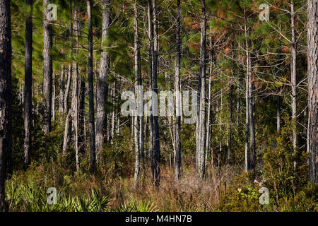 Kiefernwald, Gulf State Park, Alabama Stockfoto