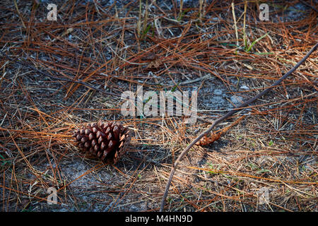 Pinecone und Waldboden, Gulf State Park, Alabama Stockfoto