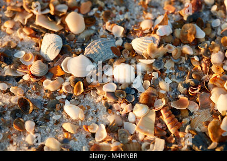 Muscheln am Strand, Gulf State Park, Alabama Stockfoto