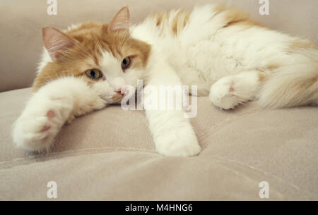 Rote und weiße Katze ruht sich auf der couch Stockfoto