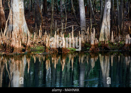 Cypress knien wächst die Feder in Manatee Springs State Park, Florida Stockfoto