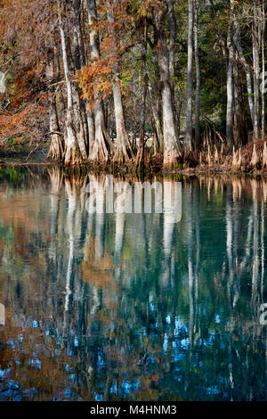 Zypressen entlang der Frühling in Manatee Springs State Park, Florida Stockfoto