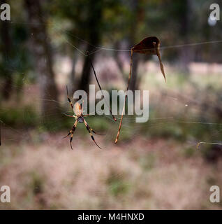 Golden Silk Orb-Weaver Spider Stockfoto
