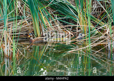 Männliche und weibliche Stockenten zwischen Schilf auf einem Teich Stockfoto