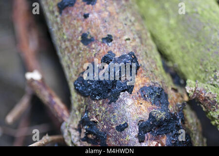 Schwarz Gehirn Pilz (Exidia Glandulosa) Stockfoto