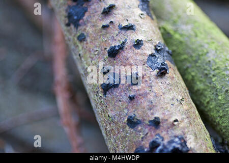 Schwarz Gehirn Pilz (Exidia Glandulosa) Stockfoto