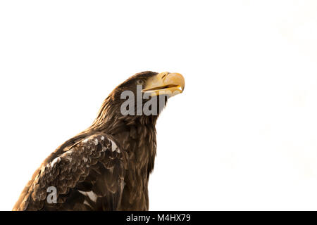 Der Steller Seeadler (Haliaeetus pelagicus) suchen Stockfoto