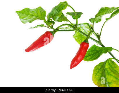 Red chili peppers auf weißem Hintergrund mit hellen, grünen Blätter. Kleine Wassertröpfchen auf der Anlage Stockfoto