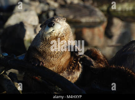 North American Otter saß in der Sonne kratzen und Spielen Stockfoto