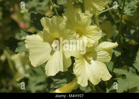 Alcea rugosa, russische Malve Stockfoto