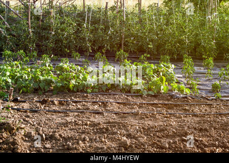 Gemüsegarten Hintergrund Stockfoto