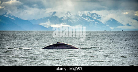 Alaska - Reiseziel - Walbeobachtung Abenteuer Stockfoto