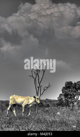 Surrealen Blick des Pantanal Kuh in Lebensraum, Pantanal-Brasilien Stockfoto