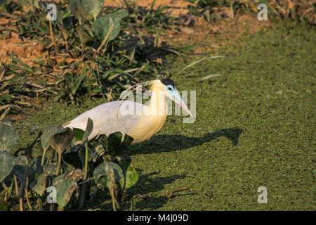 Angeschnittene Ärmel Reiher waten mit Schatten, Pantanal, Brasilien Stockfoto