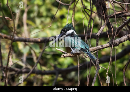 Amazon Eisvogel sitzt auf einem Ast, Pantanal, Brasilien Stockfoto